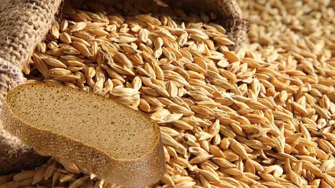 بروتينات الحماية في القمح