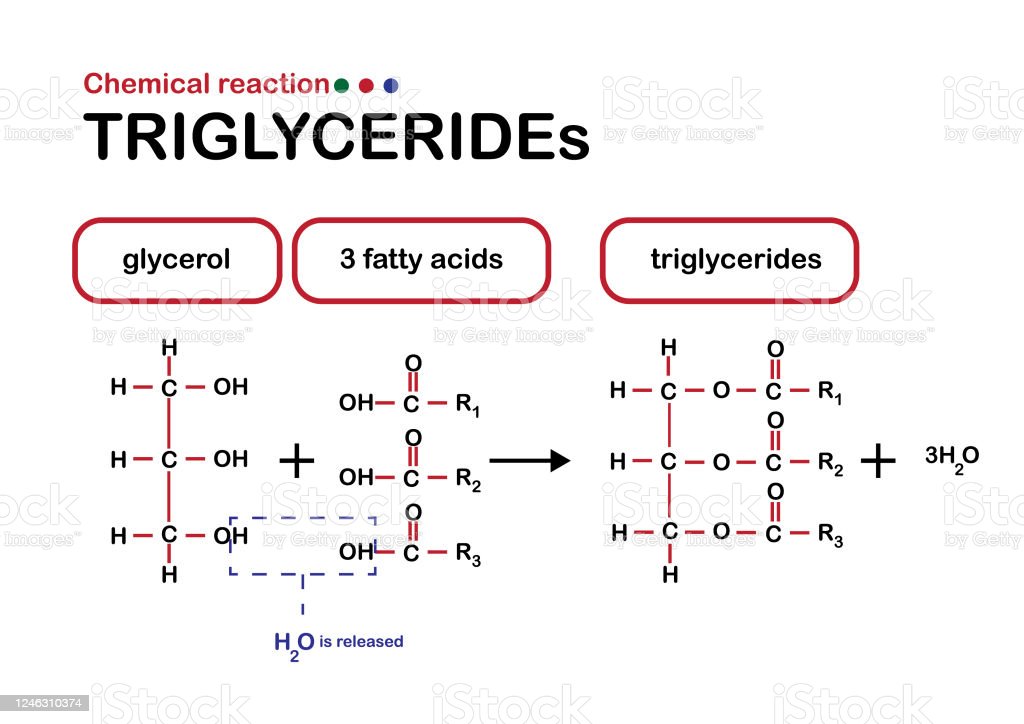  triglyceride formation structure