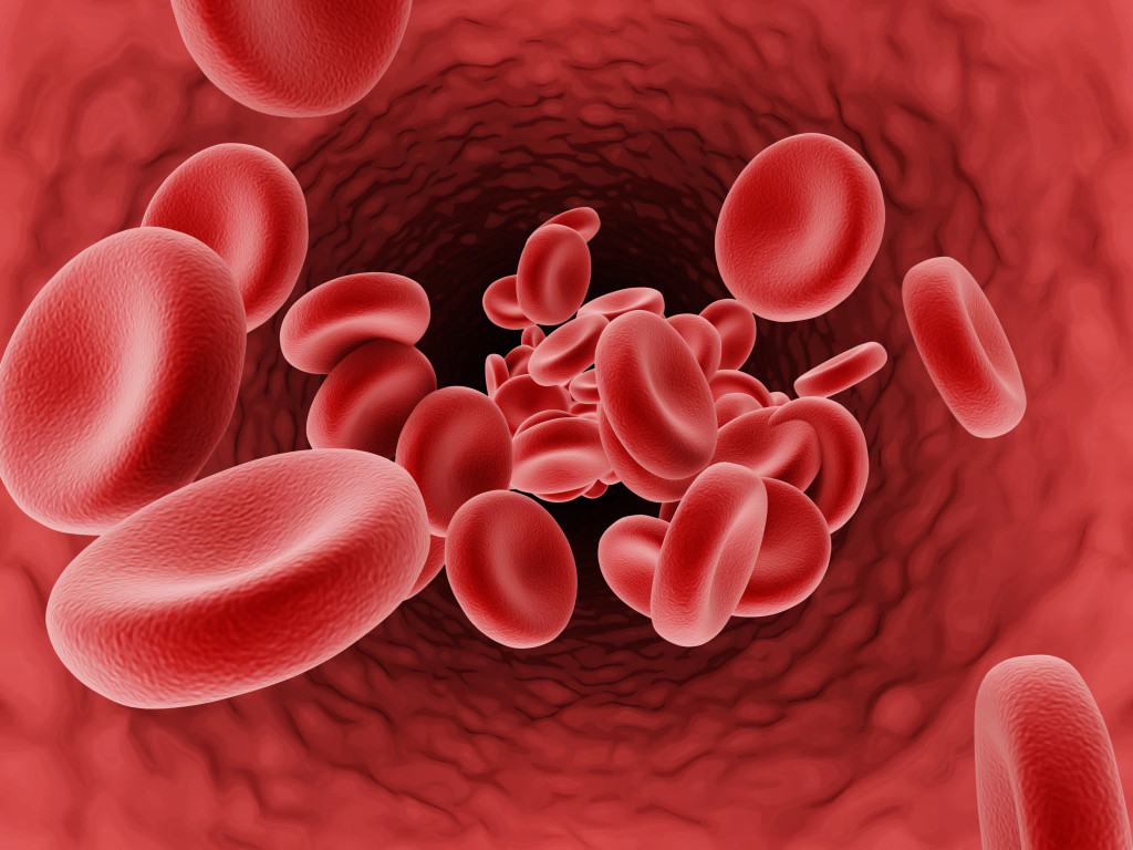 يساعد حمض الفوليك على نضج خلايا الدم الحمراء