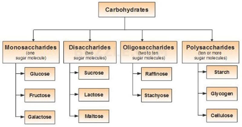 أنواع الكربوهيدرات 