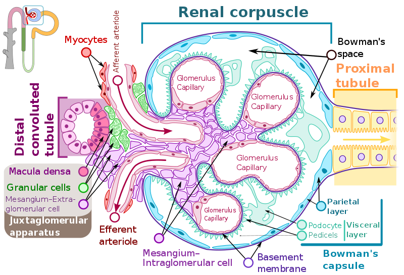 glomerulus