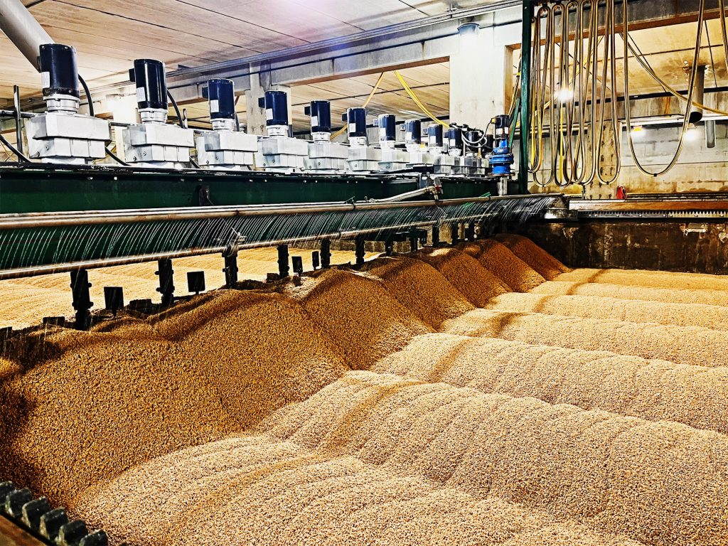 معالجة القمح و الشوفان 