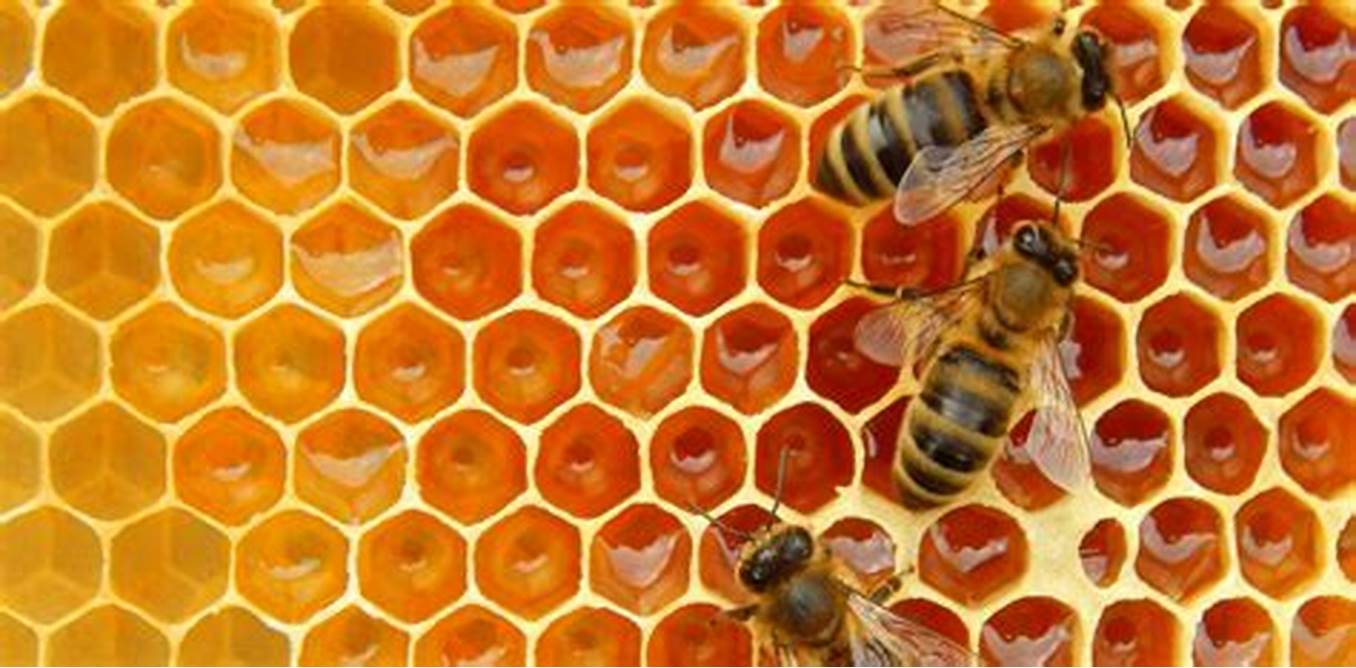 يحتوي النحل على إنزيمات خاصة تثبط نمو البكتيريا