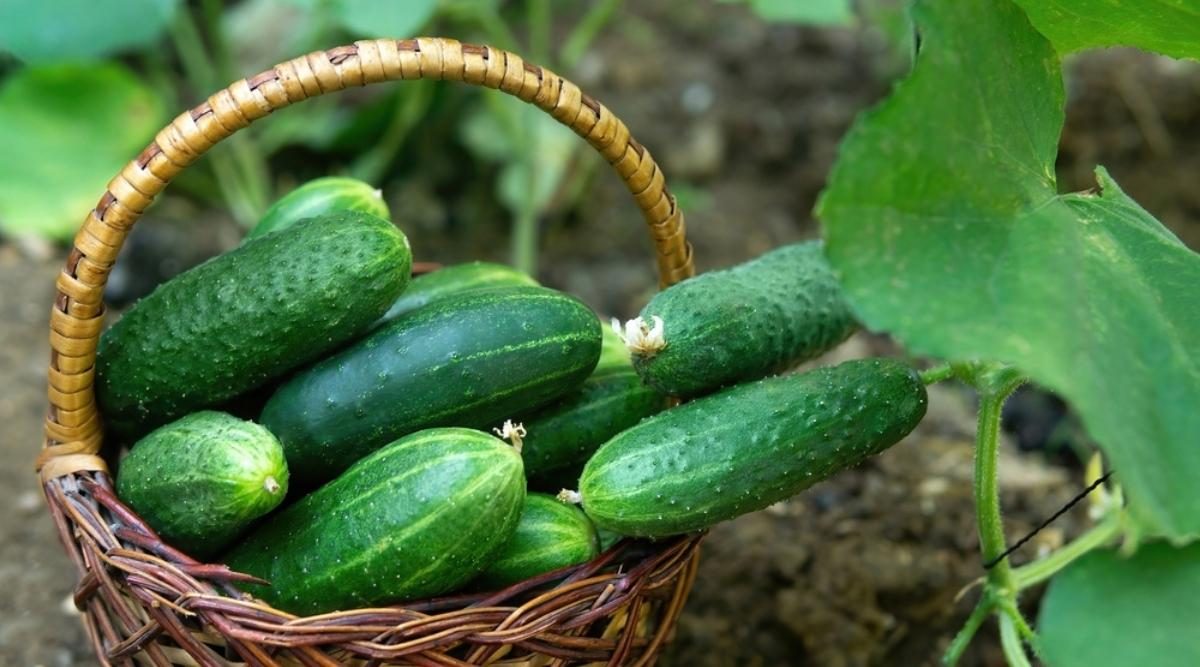 Grow-Cucumbers-1200x667-2.jpg