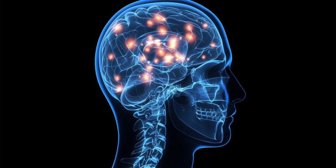 كيف يؤثر هرمون اللبتين على الدماغ ؟