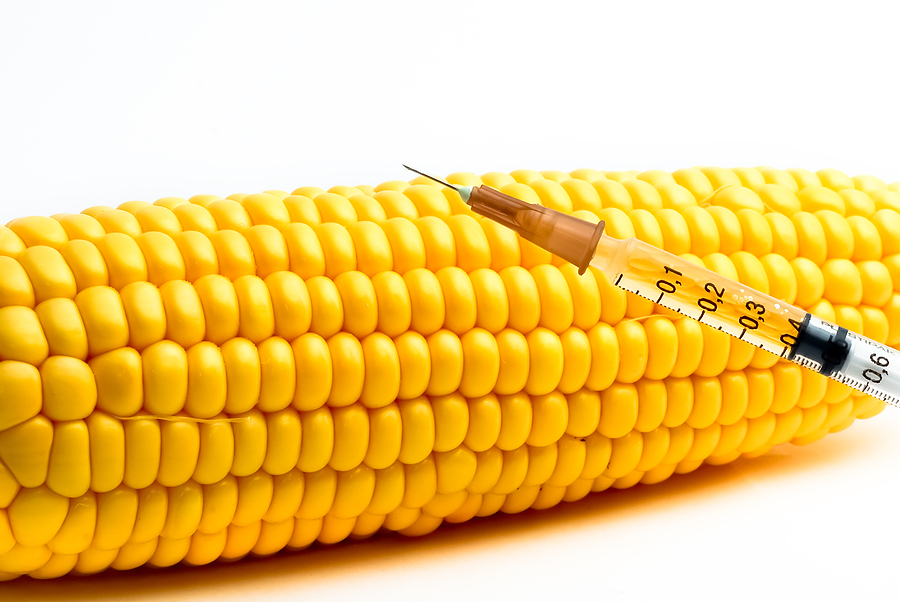 غالبًا ما تكون محاصيل الذرة معدلة وراثيًا
