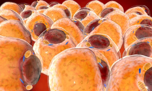 depositphotos_105283208-stock-photo-fat-cells-from-adipose-tissue.webp