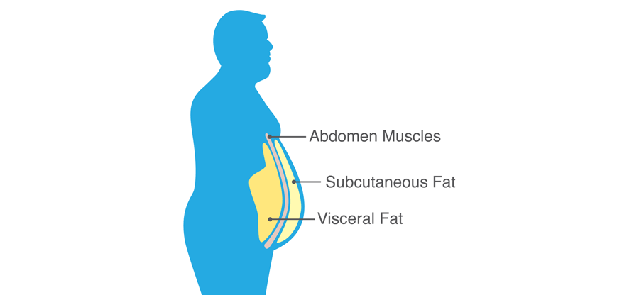 visceral_fat_vs_belly_fat.png