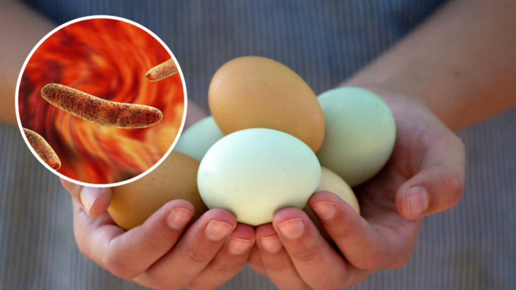 يمكن أن يكون البيض النيئ ملوثًا بالبكتيريا