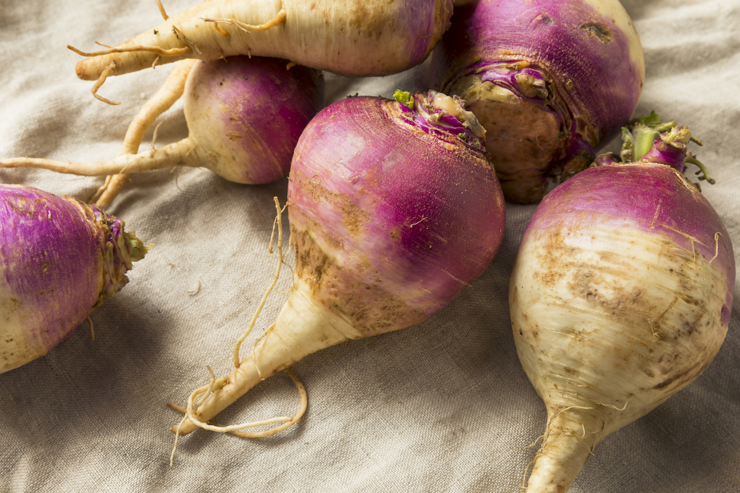 Turnips-a-winter-vegetable.jpg