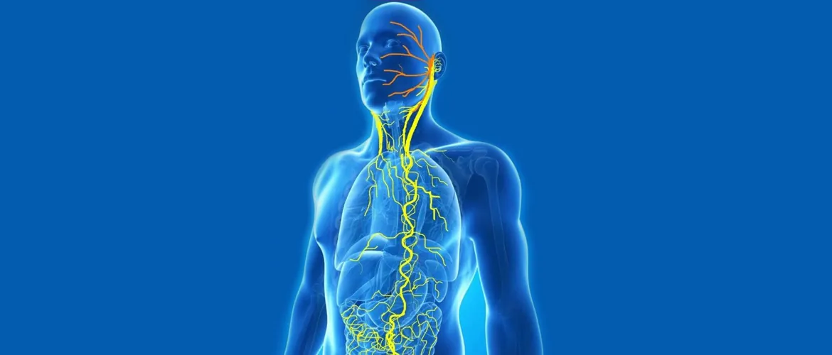 What-Is-the-Importance-of-the-Vagus-Nerve-for-Health-and-Weight-Loss.webp