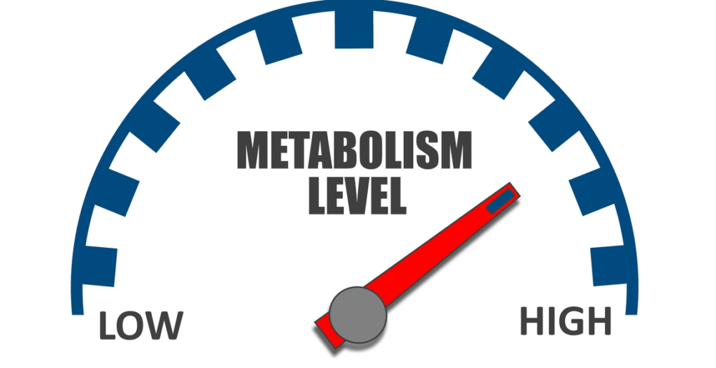 Do-I-have-a-high-Metabolism-1024x527-1.png