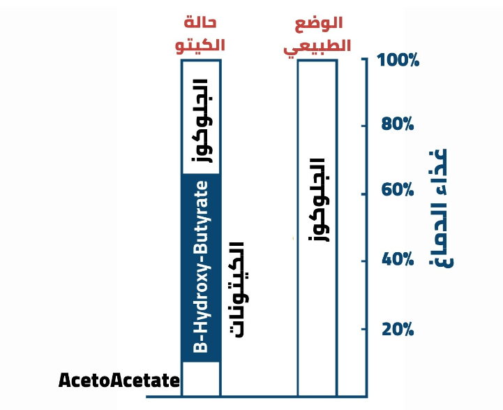 تغذية الدماغ في الحالة الكيتونية 