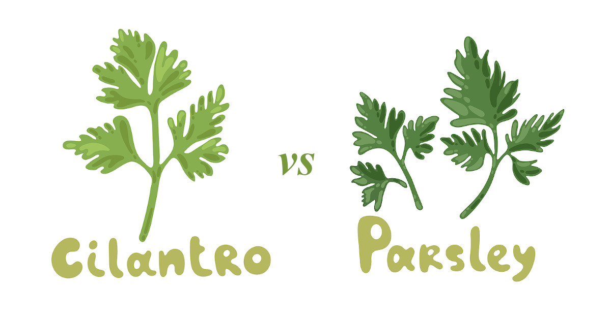 cilantro-vs-parsley.jpeg