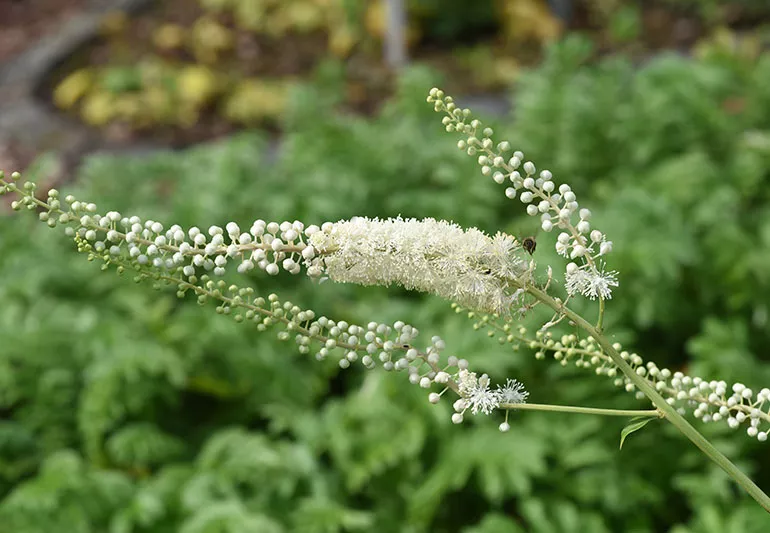 Black-Cohosh-1353604922-770x533-1_jpg.webp