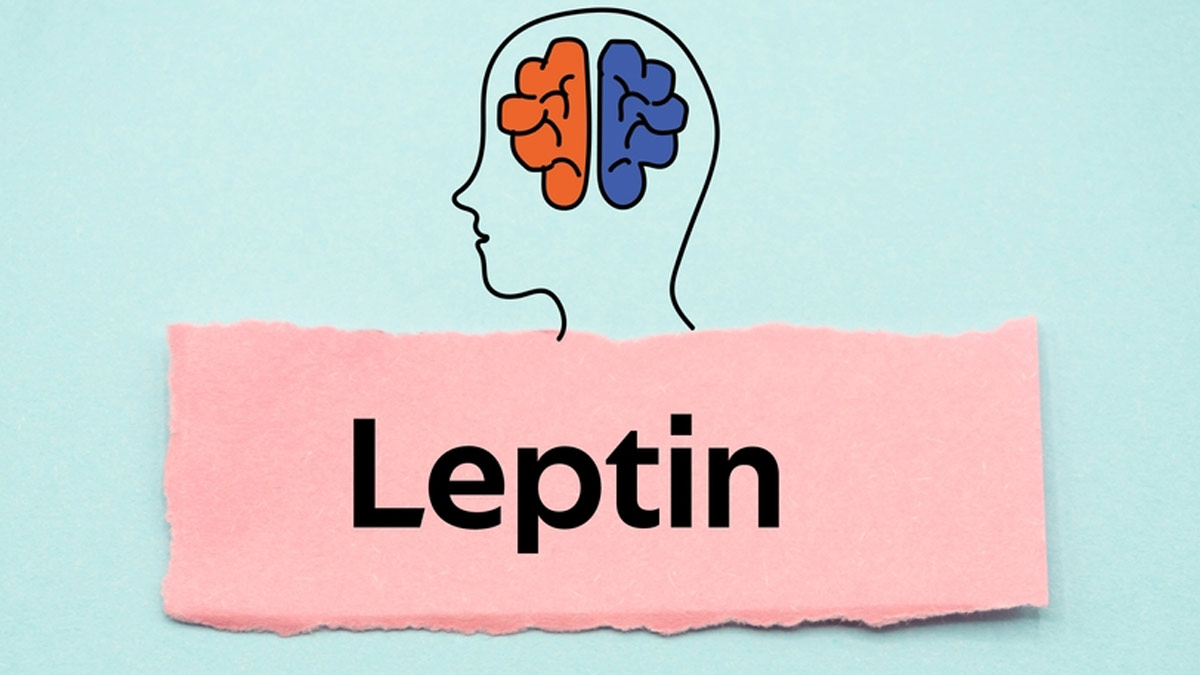 mn-leptin.jpg