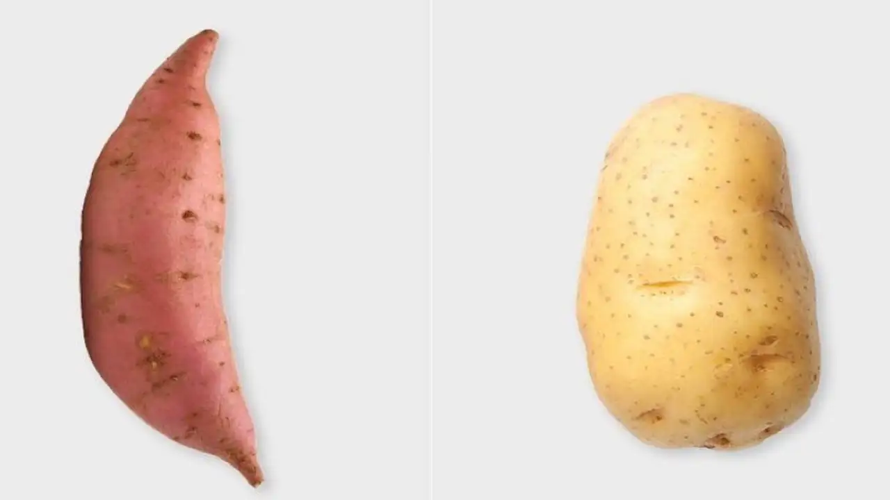 البطاطا البيضاء 