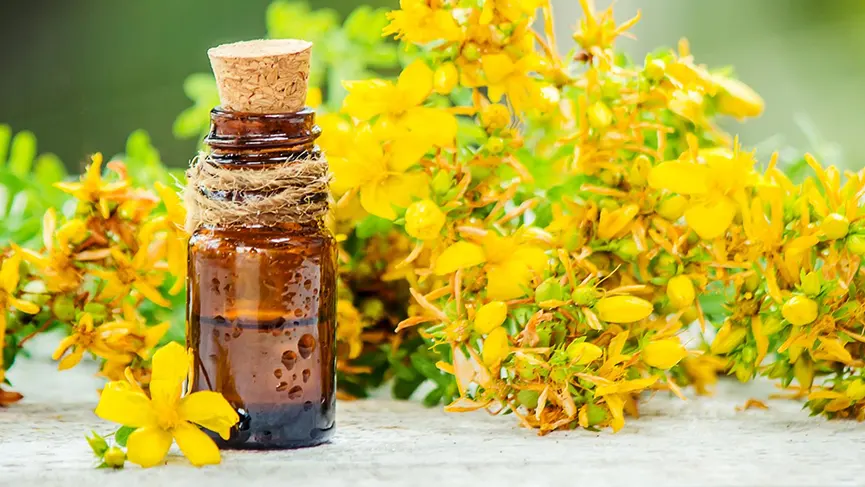 what-is-st-johns-wort-oil-3931.webp