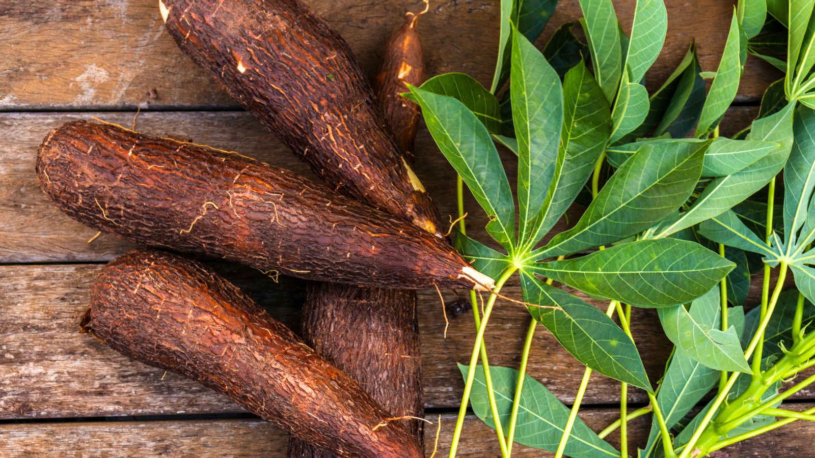 An-overhead-shot-of-freshly-harvested-leaves-and-roots-of-the-cassava.jpg
