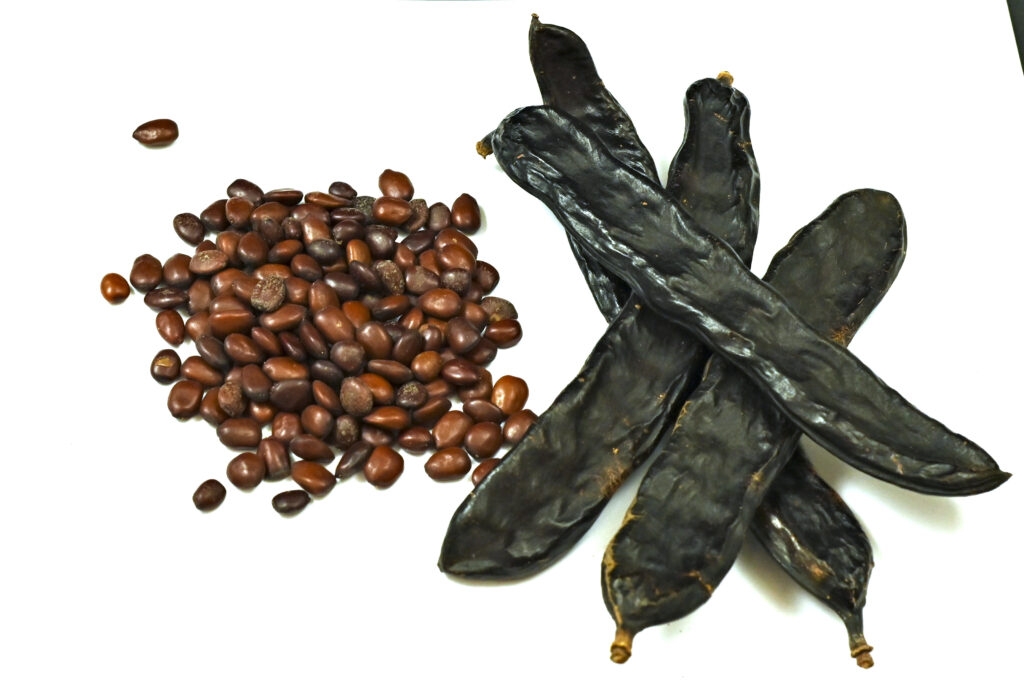 الخروب 