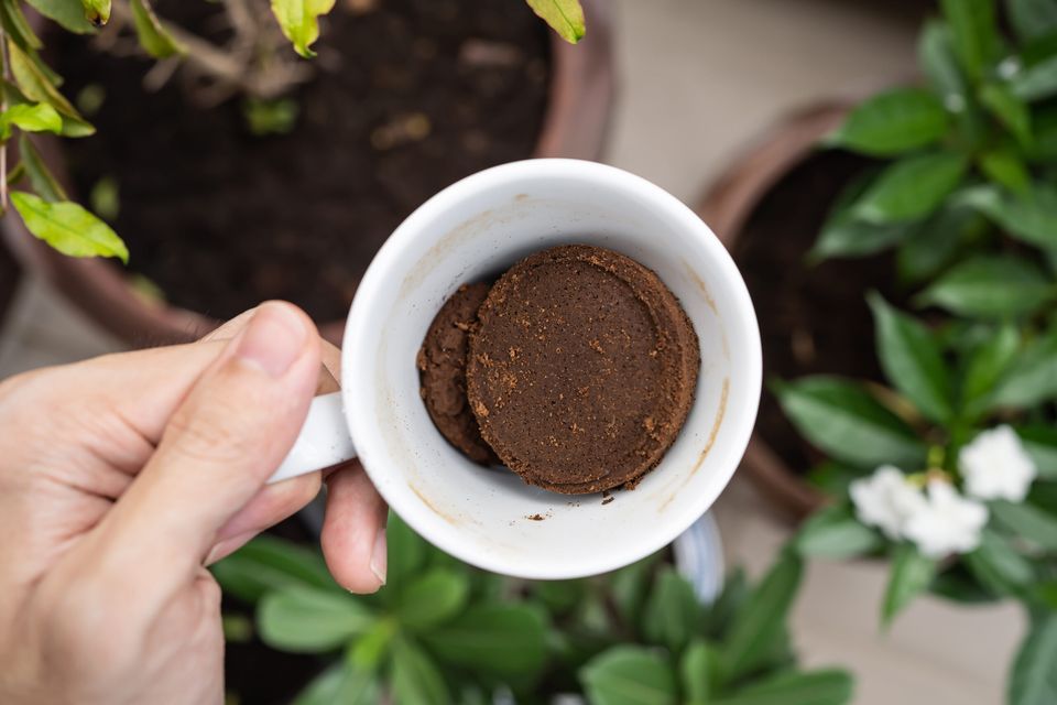 Coffee-Grounds_iStock-1254503533-scaled-960x640.jpg.optimal.jpg