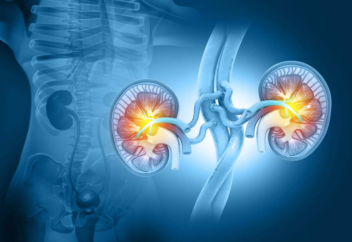 Illustration-of-kidneys.jpg