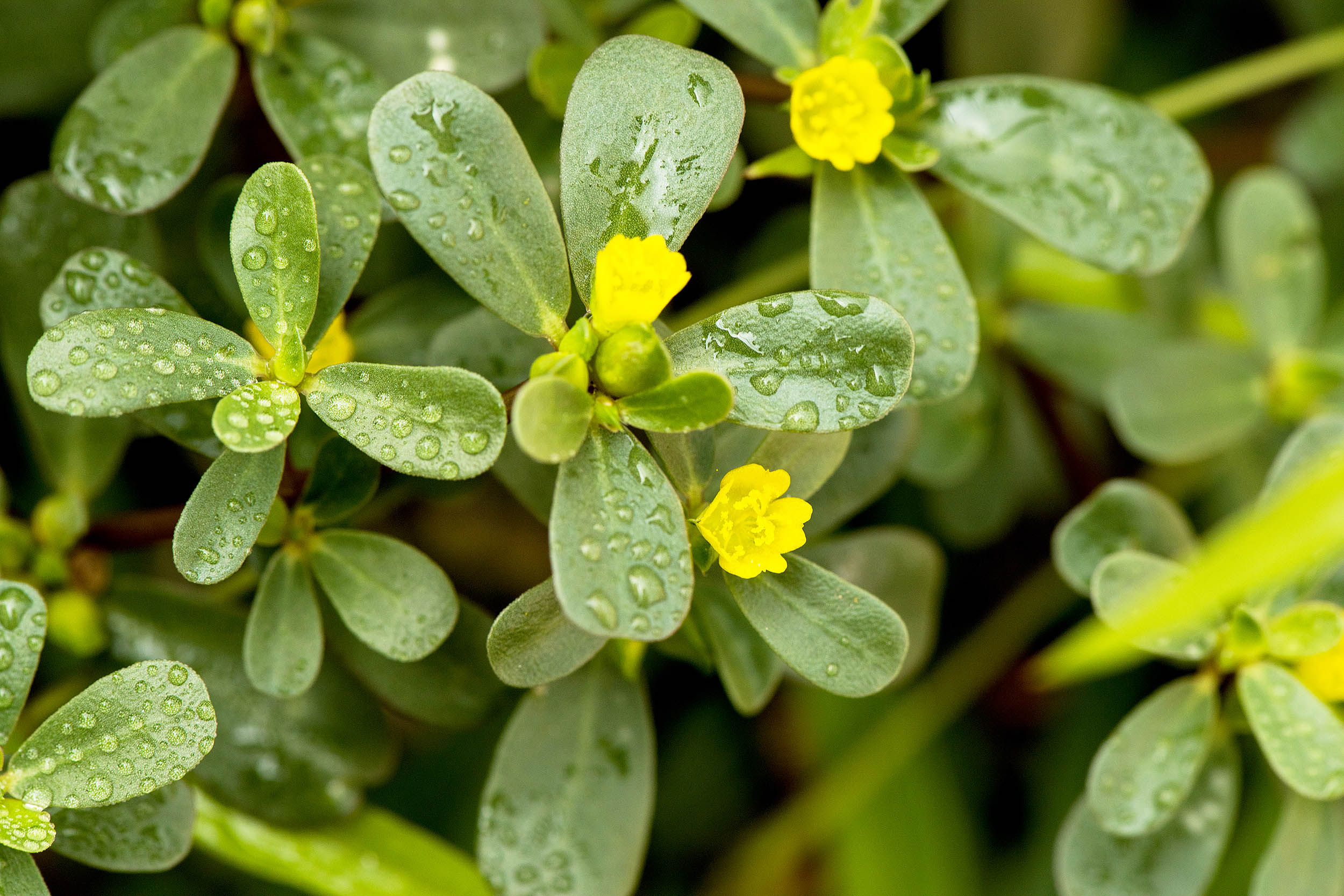purslane_benefits_flowering_1m.jpg