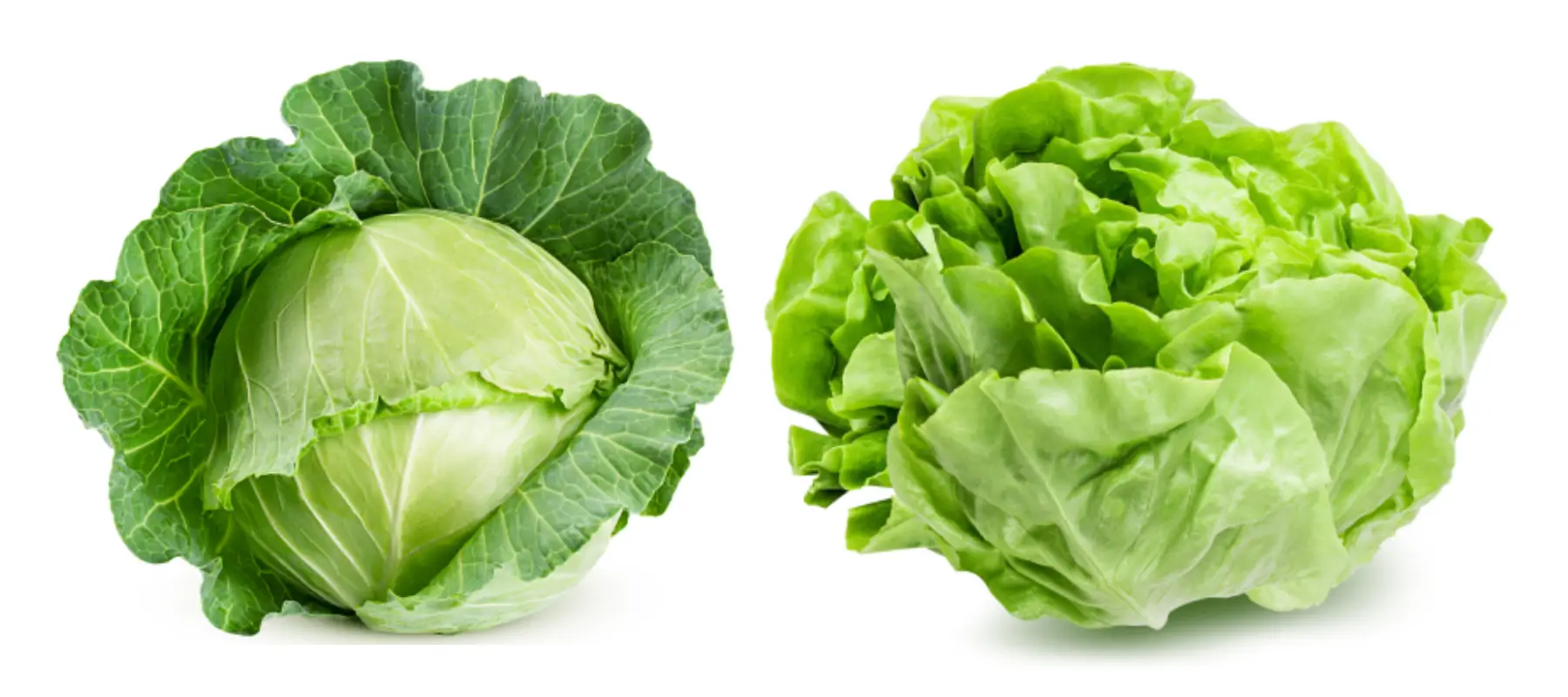 cabbage-vs-lettuce-the-leafy-legends-square-off-1.webp