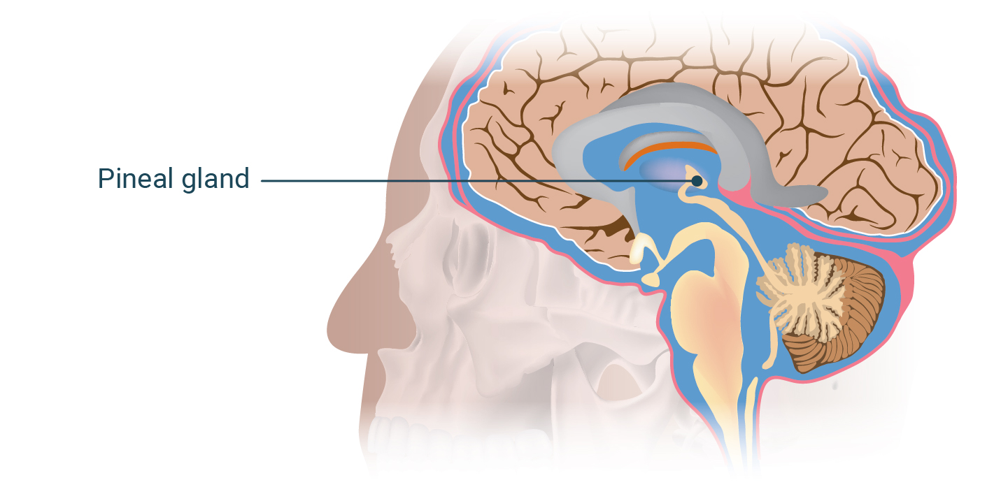 pineal-gland-bdc274.png