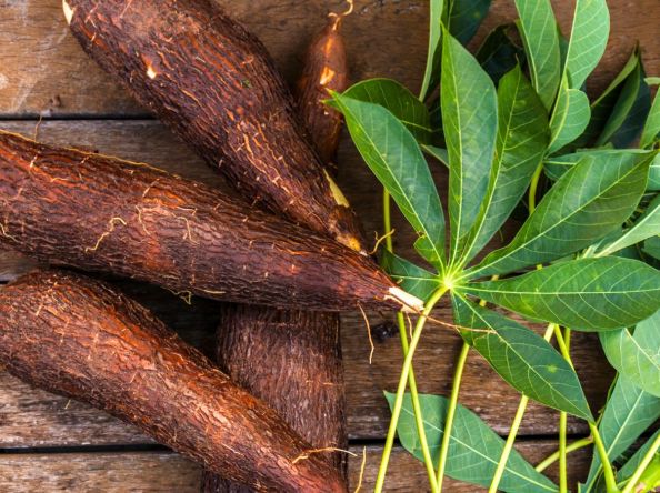 كل ما تريد معرفته عن نبات الكسافا: الفوائد الصحية وأشهر طرق التحضير