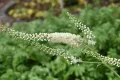 Black-Cohosh-1353604922-770x533-1_jpg.webp