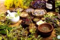 MW-Herbs-for-Endocrine-System.jpg