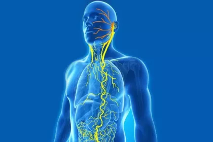 What-Is-the-Importance-of-the-Vagus-Nerve-for-Health-and-Weight-Loss.webp