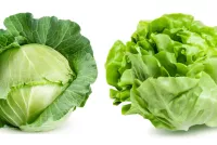cabbage-vs-lettuce-the-leafy-legends-square-off-1.webp