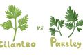 cilantro-vs-parsley.jpeg