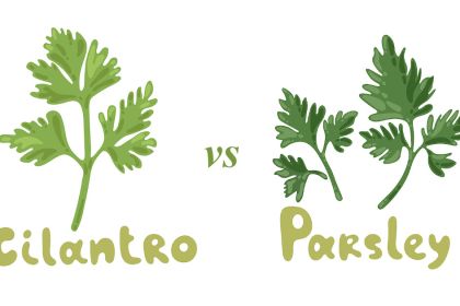 cilantro-vs-parsley.jpeg