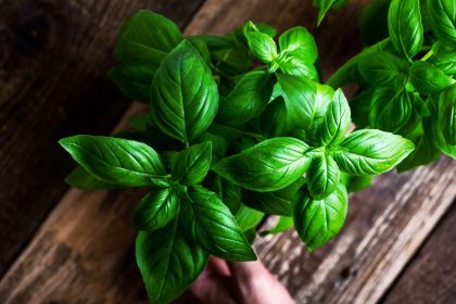 fresh-basil-getty-0421-d35ca06fec1a4cb596615eed5aa57335.jpg