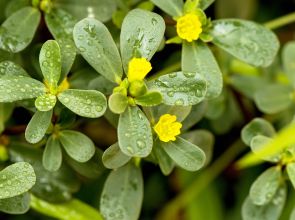 البقلة (الرجلة): ما هي هذه النبتة وما فوائدها الصحية